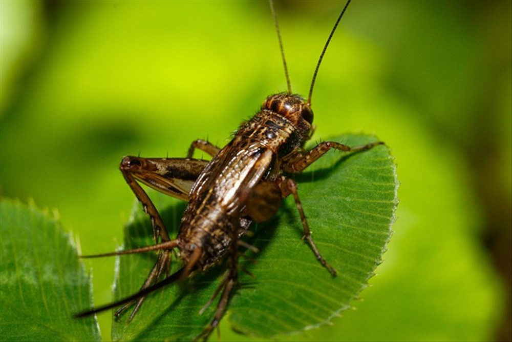 Que Nourrir Pour Un Grillon Domestique ?